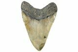 Fossil Megalodon Tooth - North Carolina #299052-2